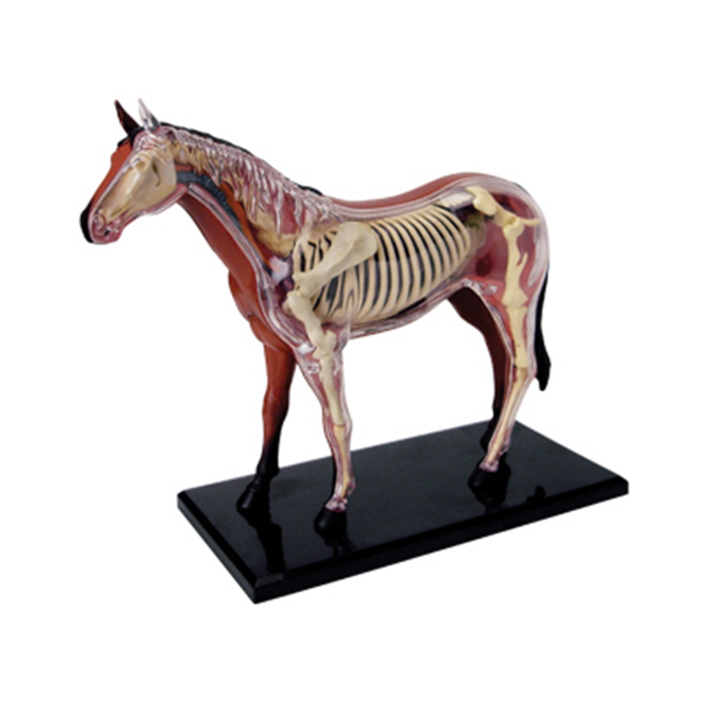 Science Toys Diy - Animal Organ Anatomy Model 4D Horse