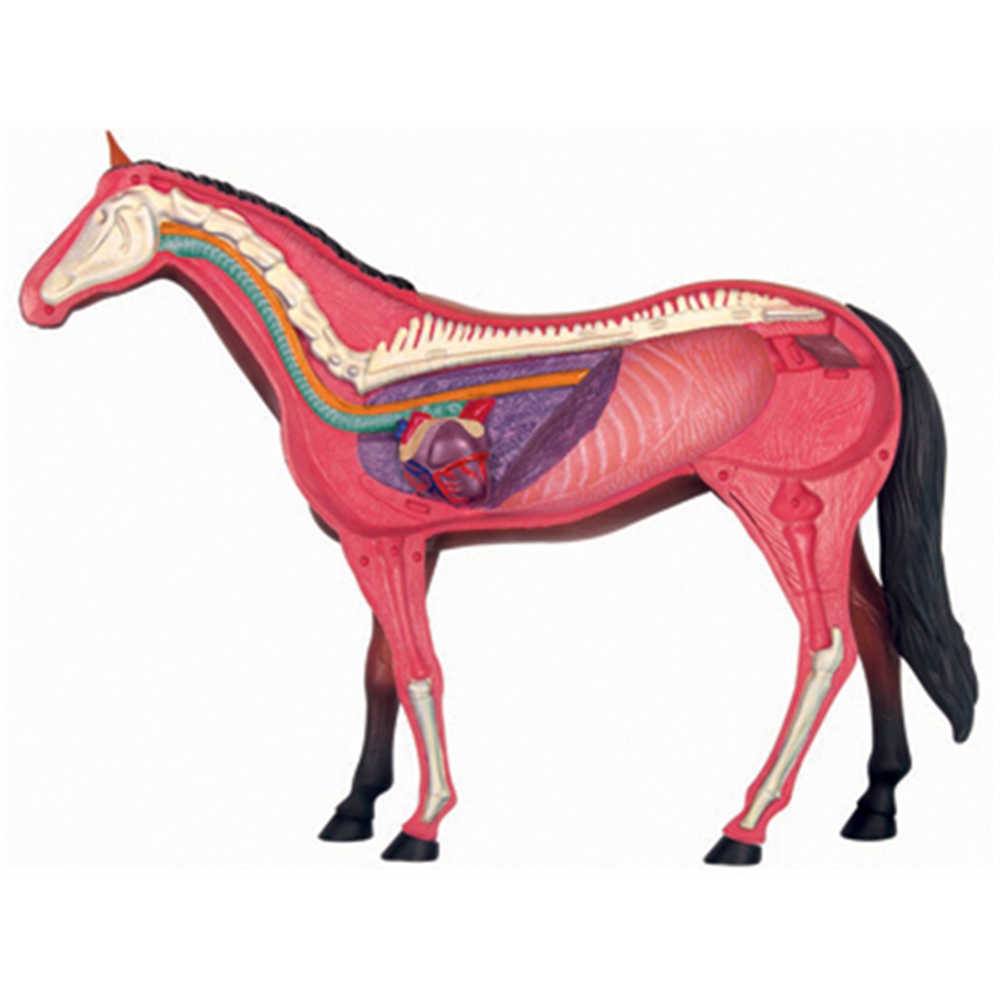 Animal Organ Anatomy Model 4D  - Science Toys Diy 评论和价格