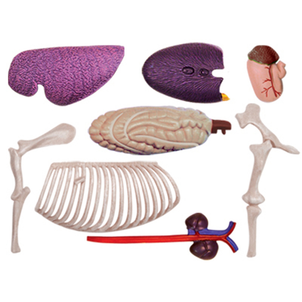 Animal Organ Anatomy Model 4D  - Science Toys Diy 评论和价格
